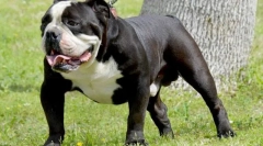 Staraangali bulldog